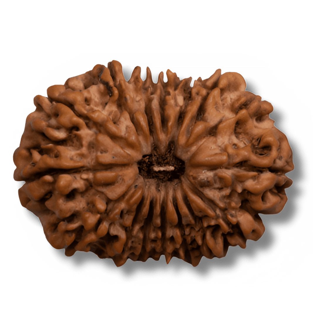 17 mukhi Rudraksha,Seventeen Face Rudraksha